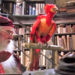 Dumbledore and Fawkes look ahead, inquiringly